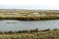 Elmley RSPB Reserve, Kent Royalty Free Stock Photo