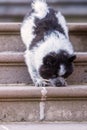 Elo puppy is walking on stairs Royalty Free Stock Photo