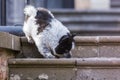 Elo puppy is walking on stairs Royalty Free Stock Photo