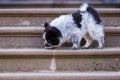 Elo puppy is walking on stairs Royalty Free Stock Photo