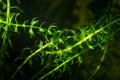 Elodea in aquarium. Royalty Free Stock Photo