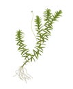 Elodea isolated on white background Royalty Free Stock Photo