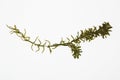 Elodea waterweed herbarium on white Royalty Free Stock Photo