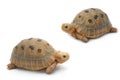 Elogated Tortoise ( Indotestudo elongata), Yellow turtle Royalty Free Stock Photo