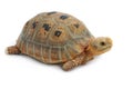 Elogated Tortoise ( Indotestudo elongata), Yellow turtle Royalty Free Stock Photo