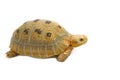 Elogated Totoise (Indotestudo elongata) , Yellow turtlestand Royalty Free Stock Photo
