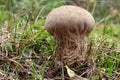 Elongate puffball - edible mushroom Royalty Free Stock Photo