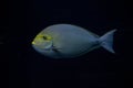 Elongate surgeonfish, blue-lined surgeonfish Acanthurus mata. Royalty Free Stock Photo