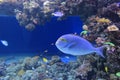 Elongate surgeonfish Royalty Free Stock Photo