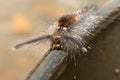 Elongated caterpillar body hair. with gray feathers all over his body