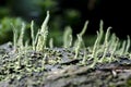 Elongated green growths on tree bark