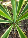 Elongated leafy flower plant. Green in color with a very pretty yellow border.