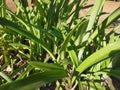 Elongated leafy plants that look very beautiful during the day.