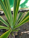 Elongated leafy plants that look very beautiful during the day.