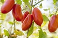 Elongated ripe red tomatoes Royalty Free Stock Photo