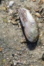 Elongated seashell on the beach