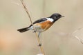 Elongated Stonechat on a grass stalk