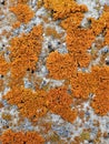 Bright orange lichen groups on lichen covered arctic rock