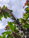 the elongated thorn flower stalks are simply stunning