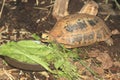 Elongated tortoise Royalty Free Stock Photo