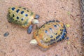 Elongated Tortoise Royalty Free Stock Photo