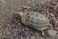 Elongated tortoise Indotestudo elongata or yellow tortoise, a rare endangered species found wild at Jim Corbett national park.