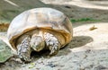 Elongated Tortoise