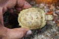 Elongated tortoise in the nature