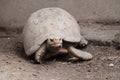 Elongated tortoise in the nature, Indotestudo elongata