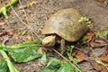 Elongated tortoise in the nature, Indotestudo elongata Royalty Free Stock Photo