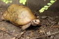 Elongated tortoise in the nature, Indotestudo elongata Royalty Free Stock Photo