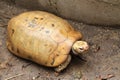 Elongated tortoise in the nature, Indotestudo elongata