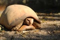 Elongated tortoise in the nature, Indotestudo elongata Royalty Free Stock Photo