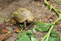 Elongated tortoise in the nature, Indotestudo elongata