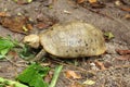 Elongated tortoise in the nature, Indotestudo elongata