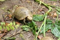 Elongated tortoise in the nature, Indotestudo elongata