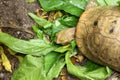 Elongated tortoise in the nature, Indotestudo elongata Royalty Free Stock Photo