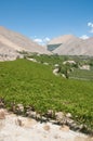 Elqui valley, Chile Royalty Free Stock Photo