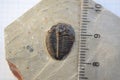 Elrathia Kingii trilobite