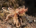 Elsive Hairy octopus in Indonesia