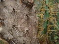 Eltham indian-fig cactus spines, close-up view