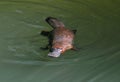 Elusive australian duck billed platypus,queensland Royalty Free Stock Photo