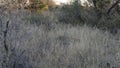 Typical sighting of an elusive and camouflaged African leopard vanishing into grass at Okonjima Nature Reserve, Namibia Royalty Free Stock Photo