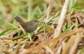 An elusive Cetti`s Warbler Cettia cetti feeding in a reed bed. Royalty Free Stock Photo