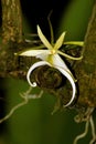 The Elusive Ghost Orchid Royalty Free Stock Photo