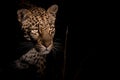 Elusive leopard at night Royalty Free Stock Photo