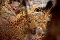 Elusive Leopard resting