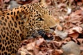 Elusive Leopard resting Royalty Free Stock Photo