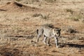 African leopard approaches through barren dry grass in bright early morning sunlight at Okonjima Nature Reserve, Namibia Royalty Free Stock Photo