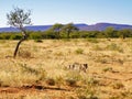 African leopard approaches through dry grass and bush-veld with purple mountains behind at Okonjima Nature Reserve, Namibia